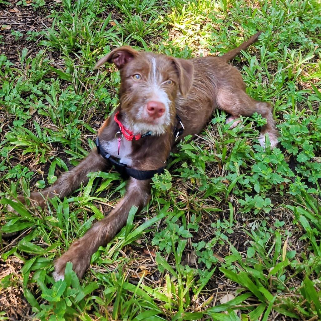 Enlarge Matilda, a Adoptable mixed breed in Houston, TX image 2/4