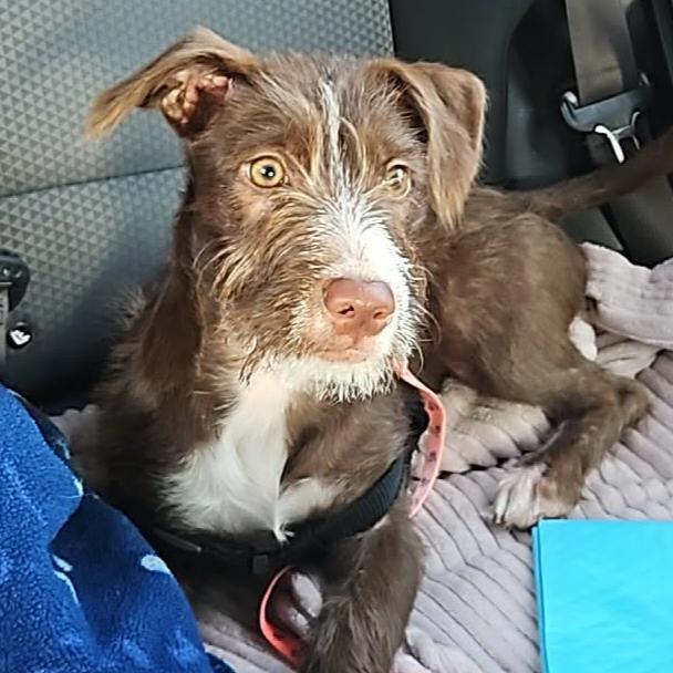 Enlarge Matilda, a Adoptable mixed breed in Houston, TX image 3/4