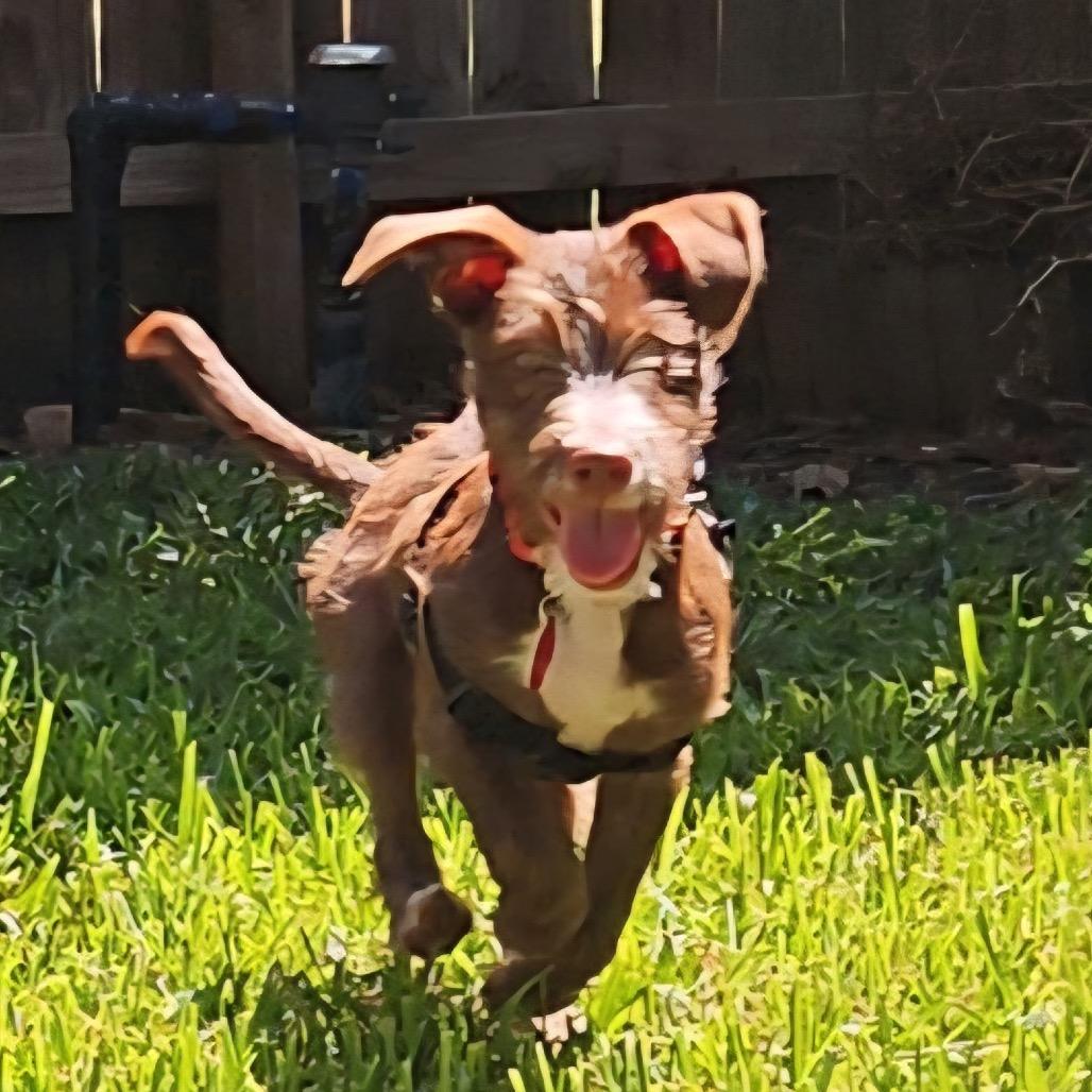 Enlarge Matilda, a Adoptable mixed breed in Houston, TX image 4/4