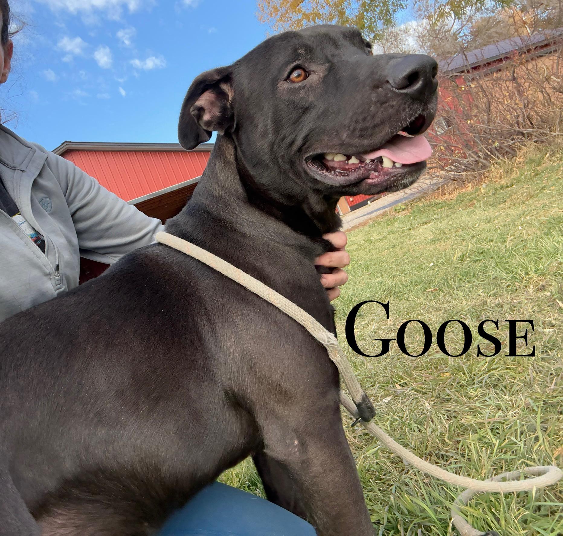 Enlarge Goose, a Adoptable mixed breed in Craig, CO image 1/1