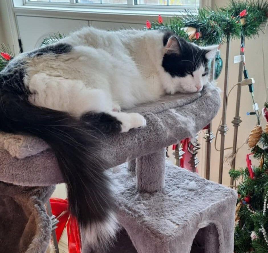 Enlarge Tom & Jerry, a Adoptable Domestic Medium Hair in Mississauga, ON image 3/4