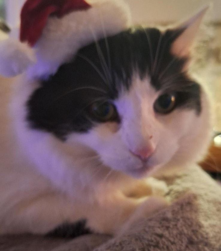 Enlarge Tom & Jerry, a Adoptable Domestic Medium Hair in Mississauga, ON image 2/4