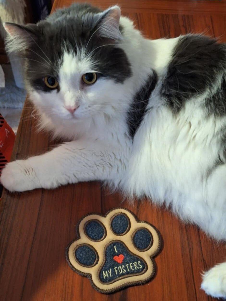 Enlarge Tom & Jerry, a Adoptable Domestic Medium Hair in Mississauga, ON image 4/4