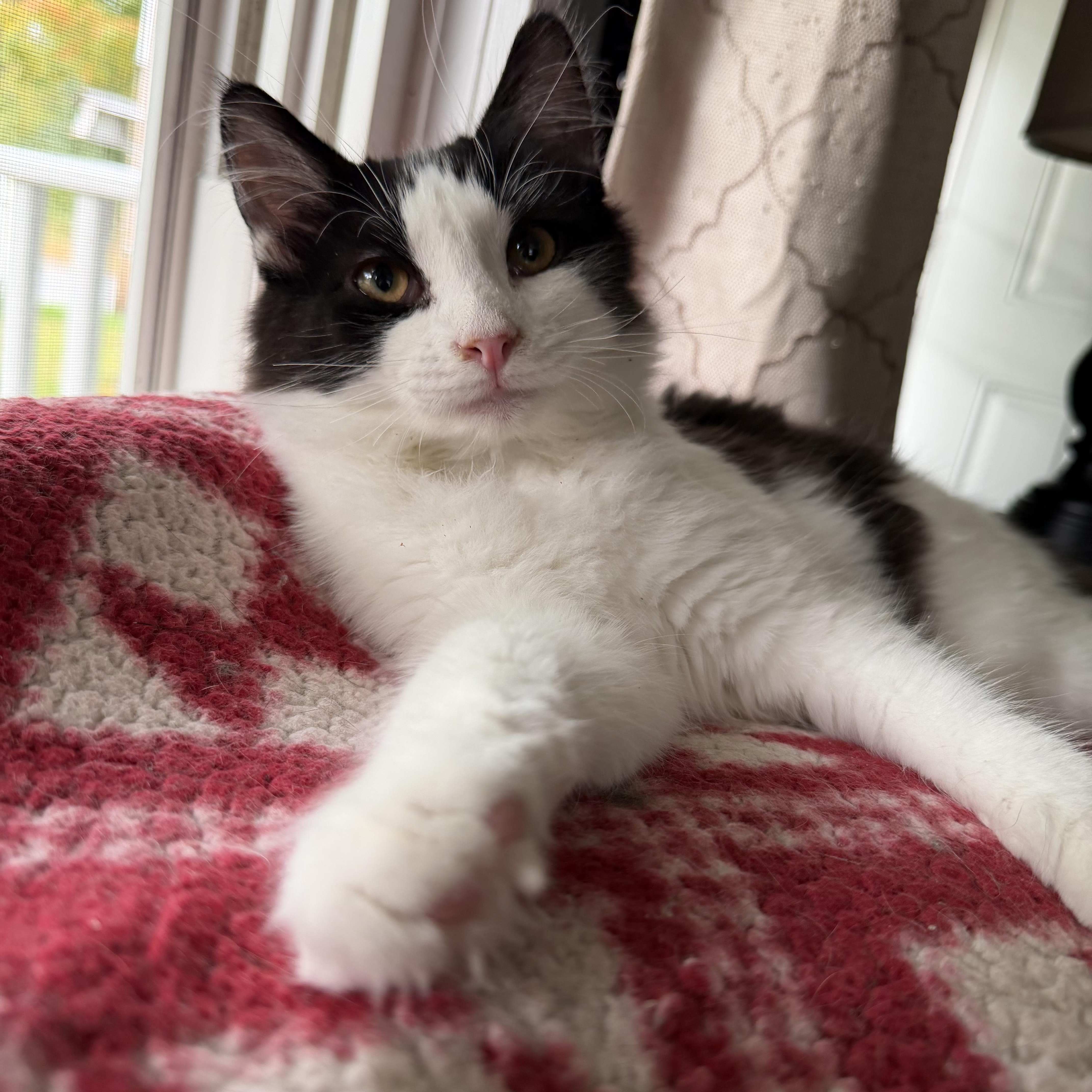 Enlarge Pat, a Adopted Domestic Long Hair in Lacona, NY image 3/5