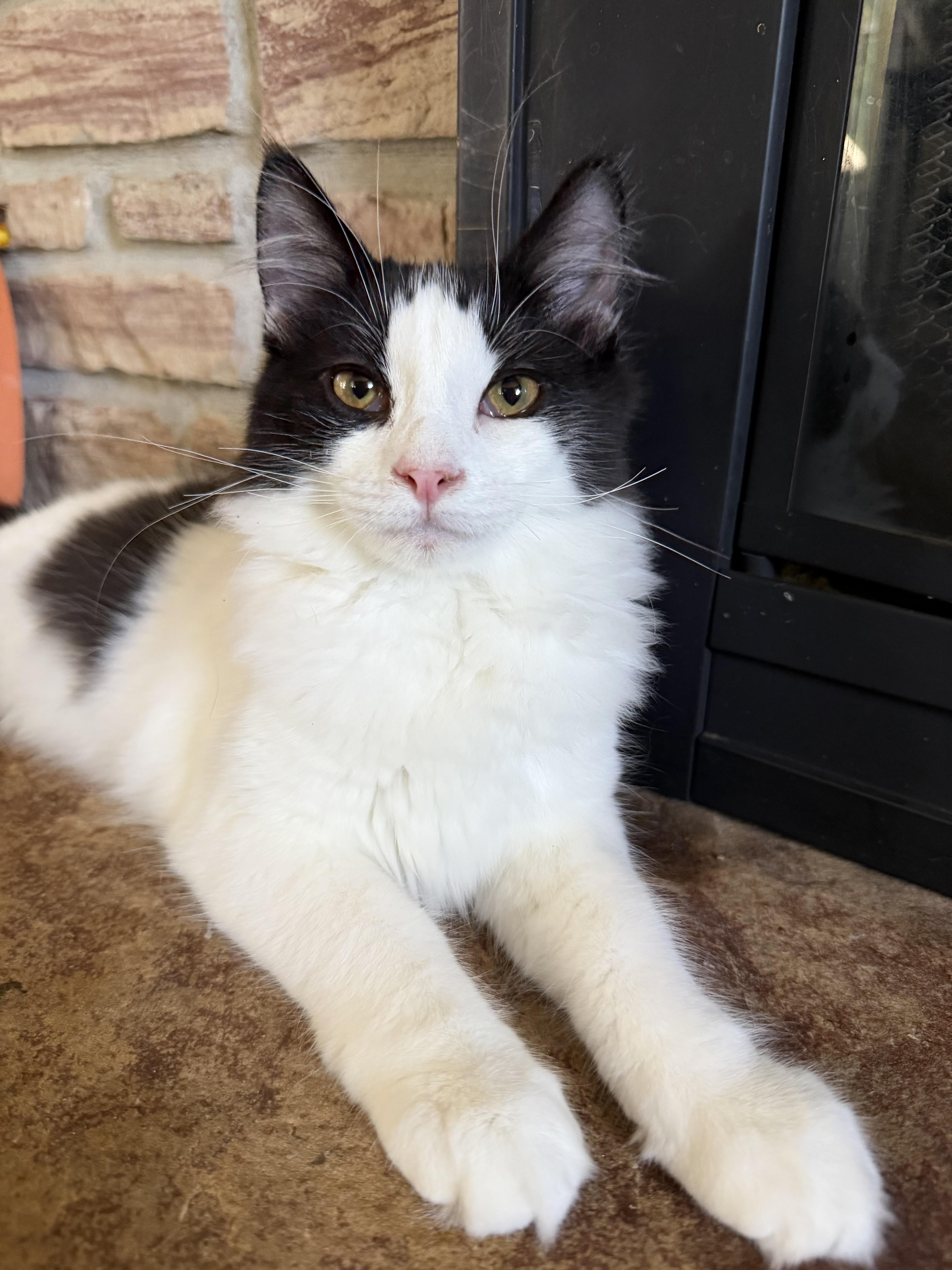 Enlarge Pat, a Adopted Domestic Long Hair in Lacona, NY image 1/5