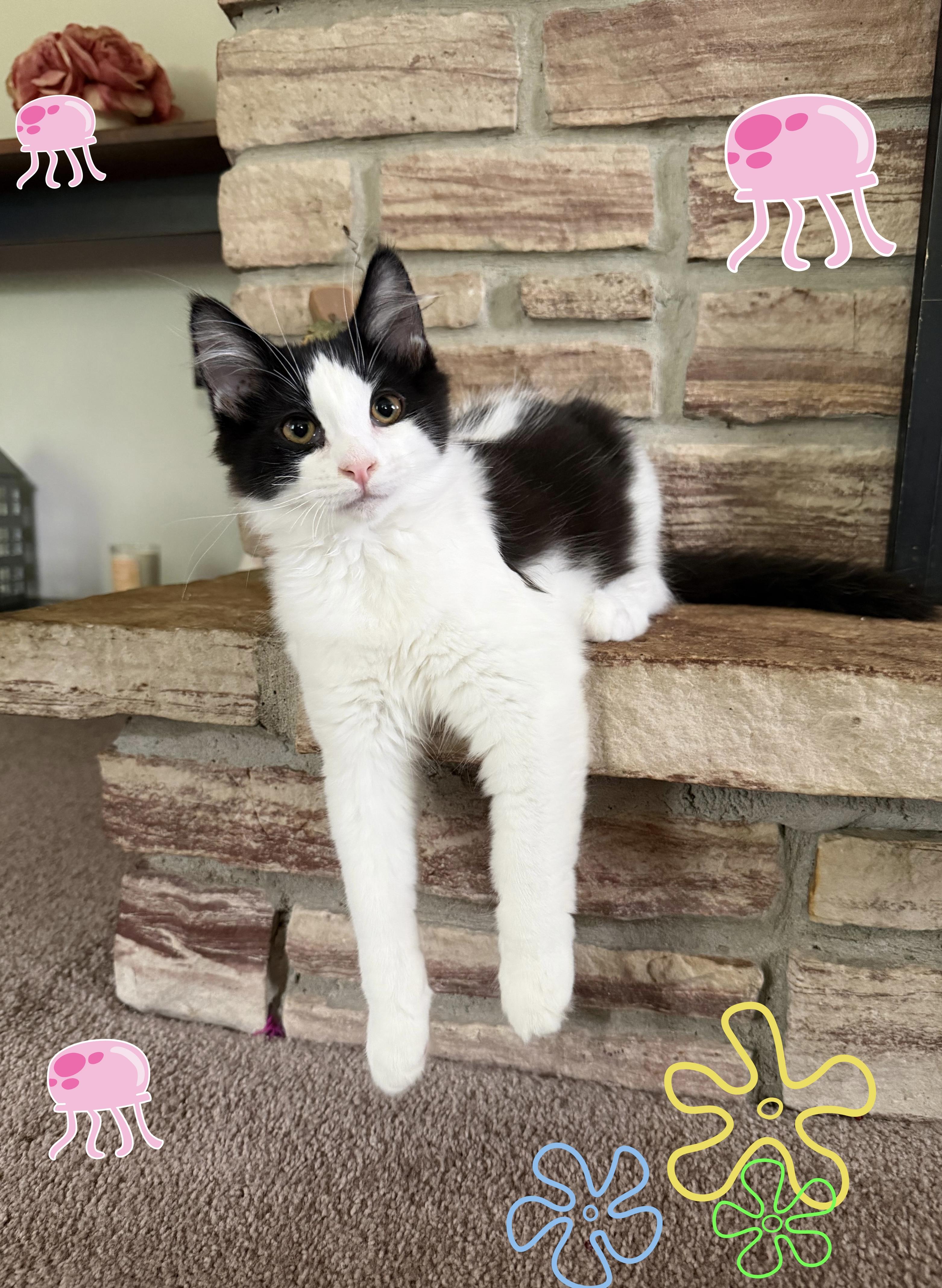 Enlarge Pat, a Adopted Domestic Long Hair in Lacona, NY image 5/5