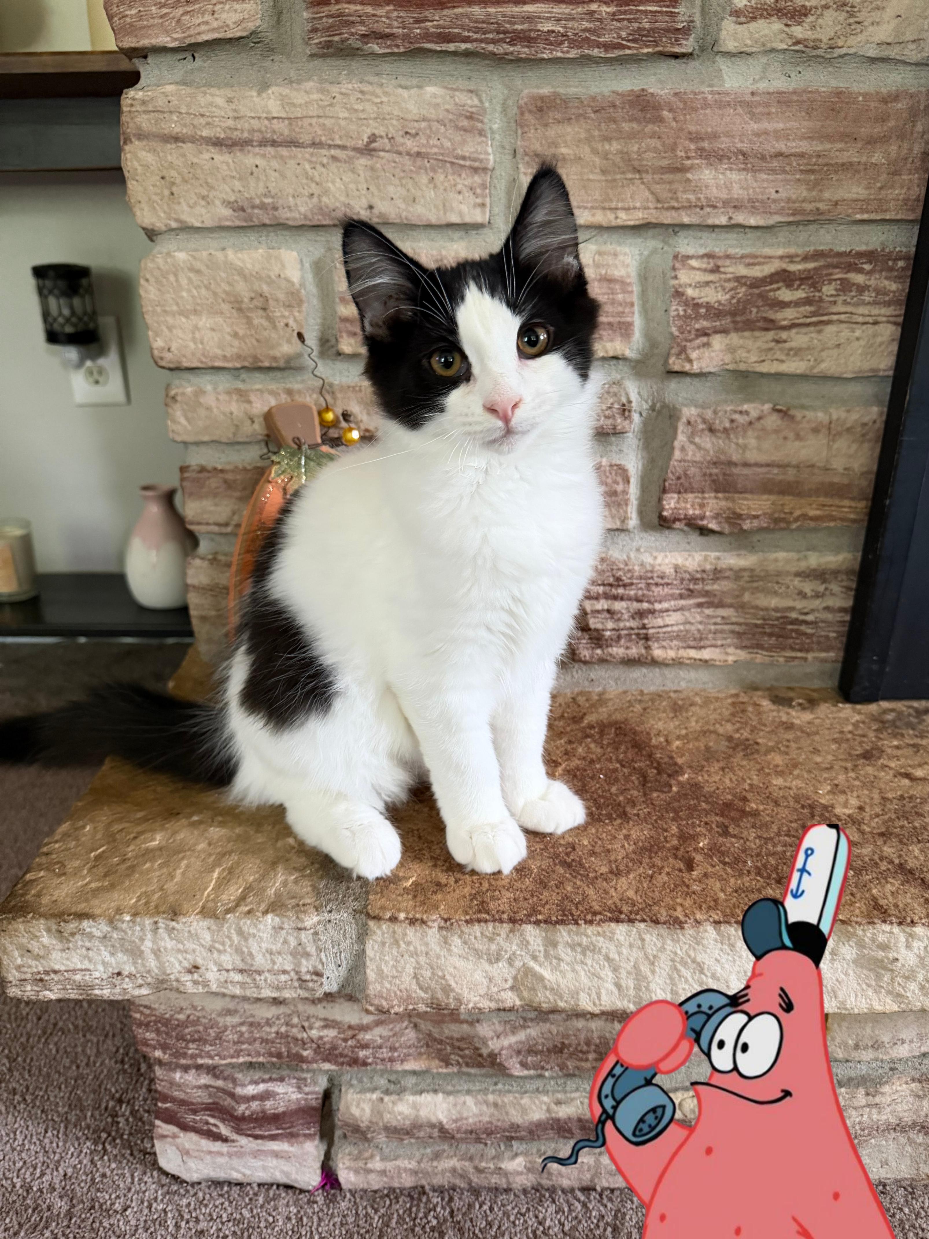 Enlarge Pat, a Adopted Domestic Long Hair in Lacona, NY image 4/5
