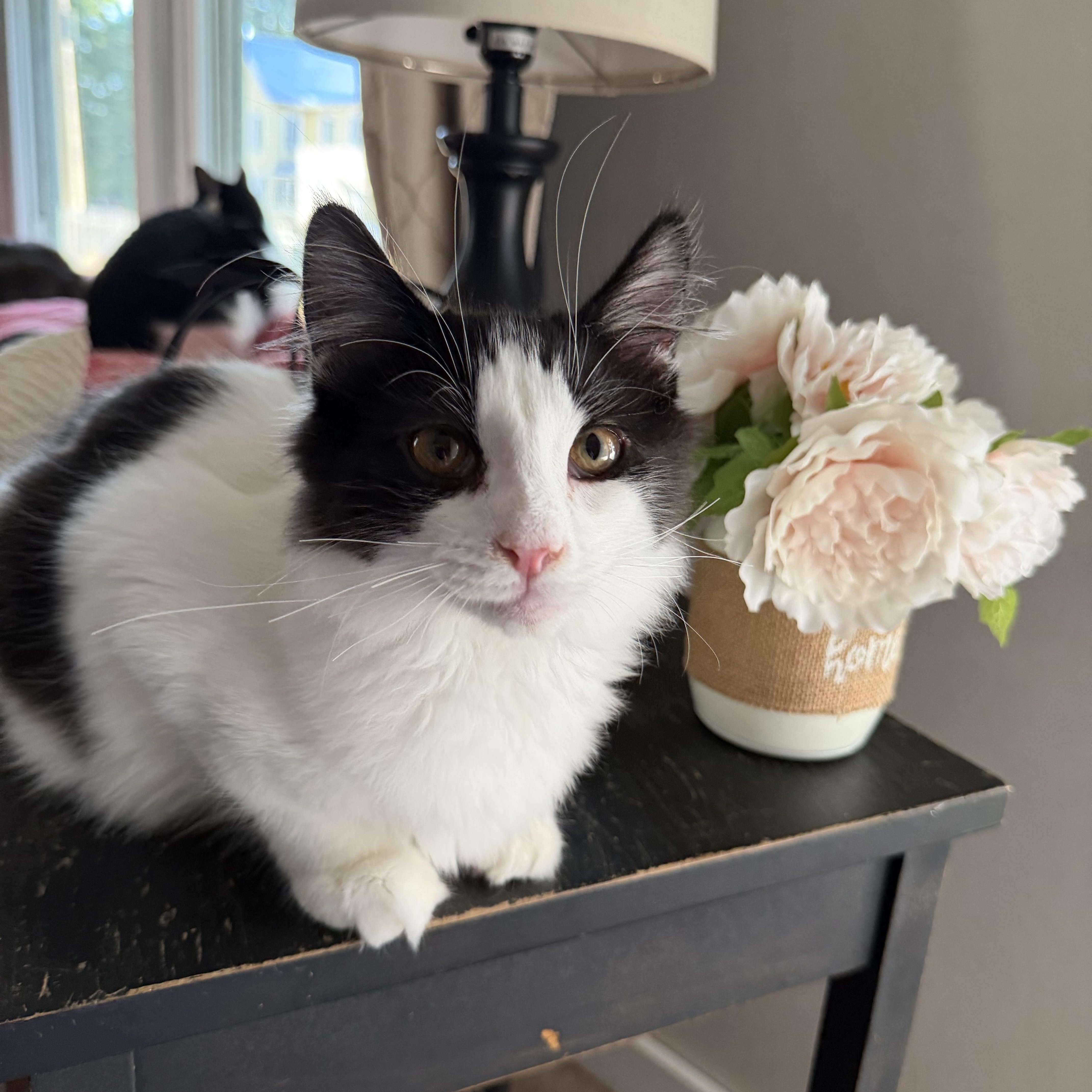 Enlarge Pat, a Adopted Domestic Long Hair in Lacona, NY image 2/5