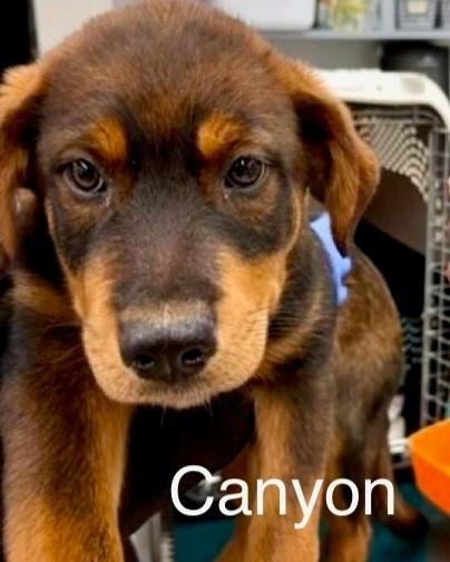 Canyon, adopted, Puppy Male German Shepherd Dog.