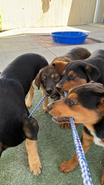 Enlarge Canyon, an adopted mixed breed in Midway City, CA image 3/5
