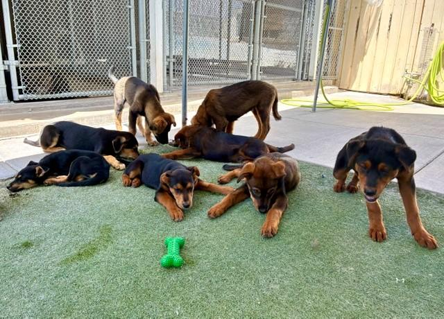Enlarge Canyon, an adopted mixed breed in Midway City, CA image 4/5