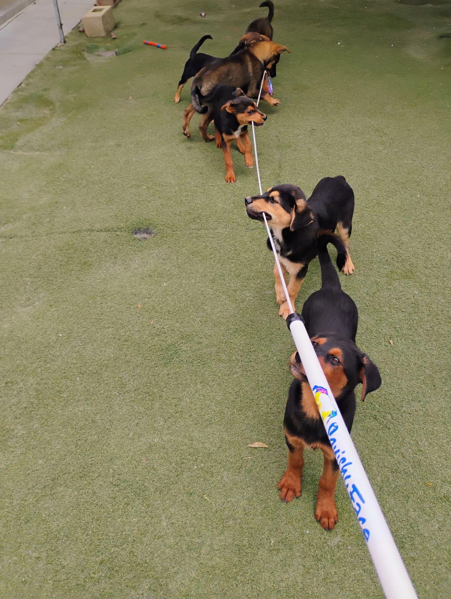Enlarge Canyon, an adopted mixed breed in Midway City, CA image 5/5