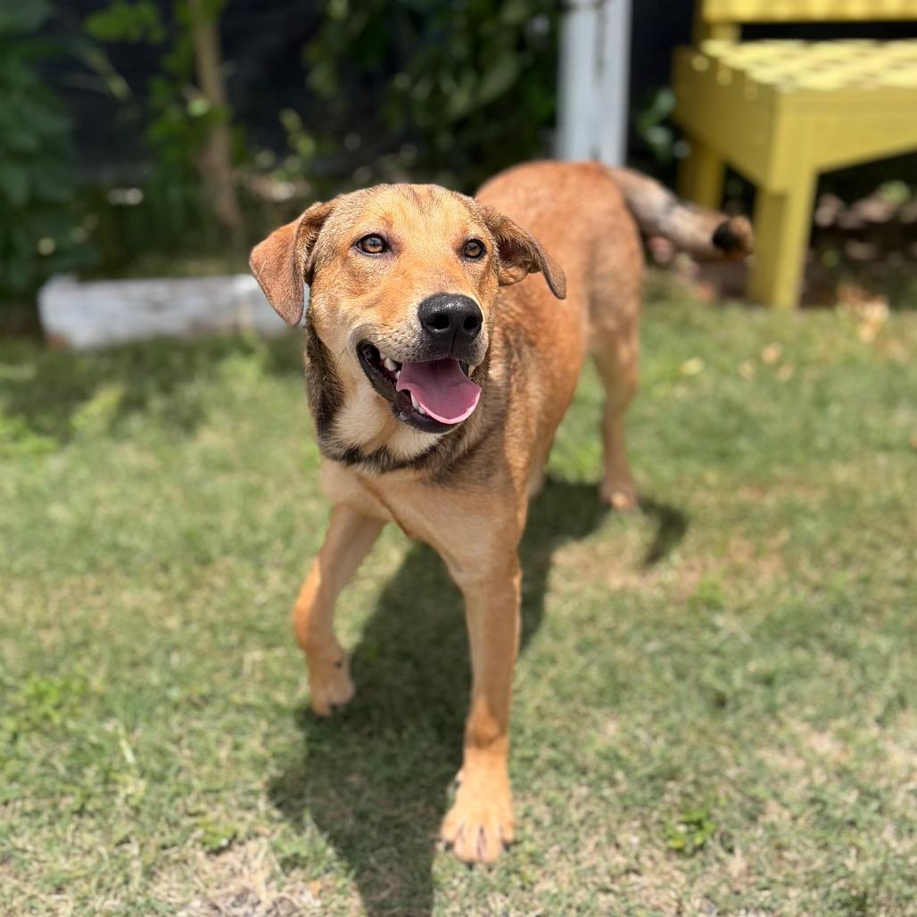 Woody 26-05-073, Adoptable, Young Male Mixed Breed.
