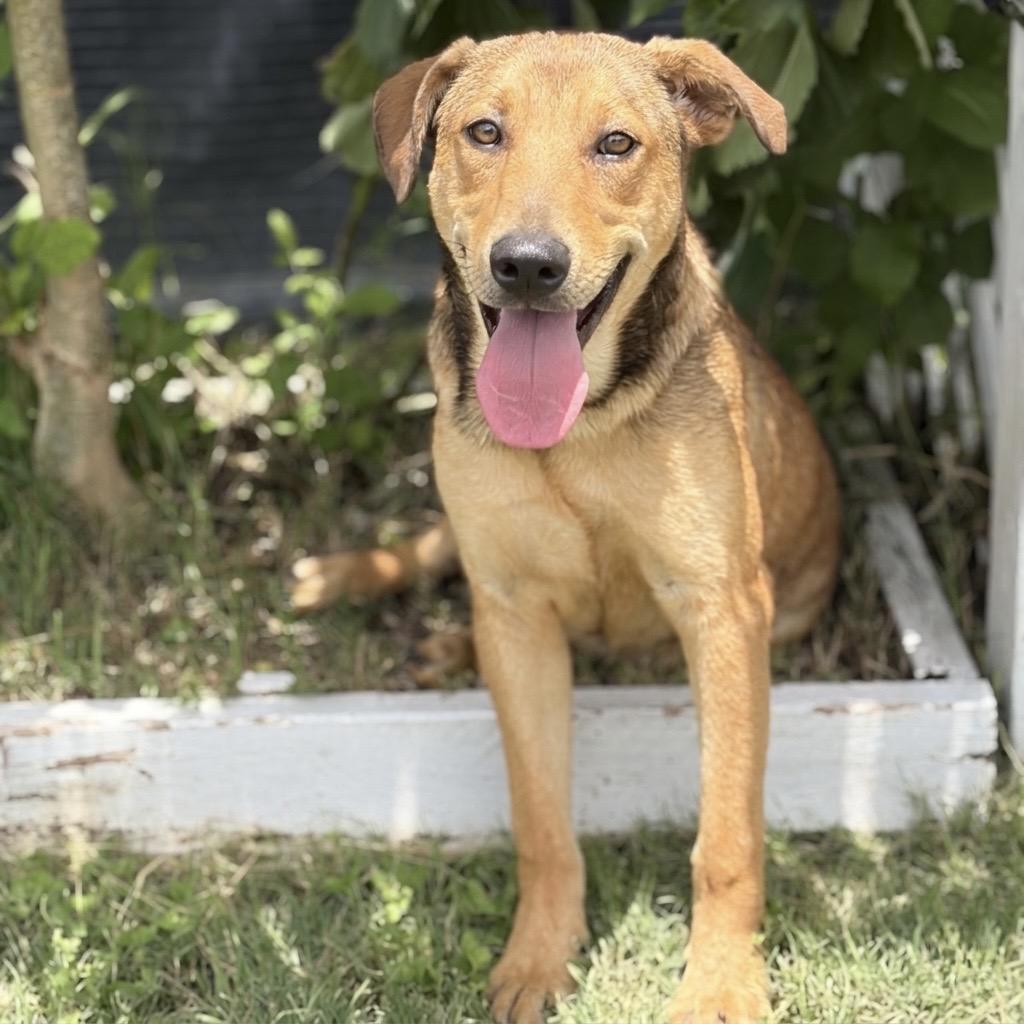 Enlarge Woody 26-05-073, a Adoptable Mixed Breed in Bastrop, TX image 2/6