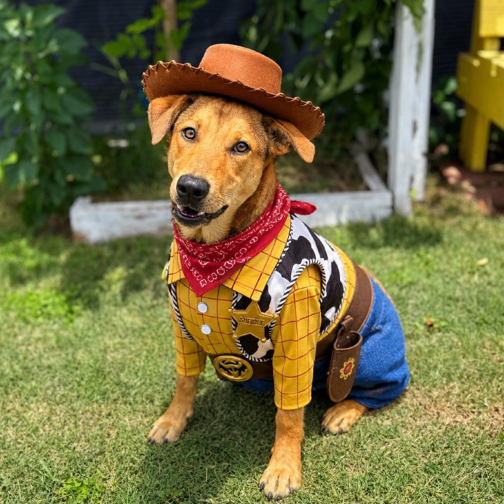 Enlarge Woody 26-05-073, a Adoptable Mixed Breed in Bastrop, TX image 3/6