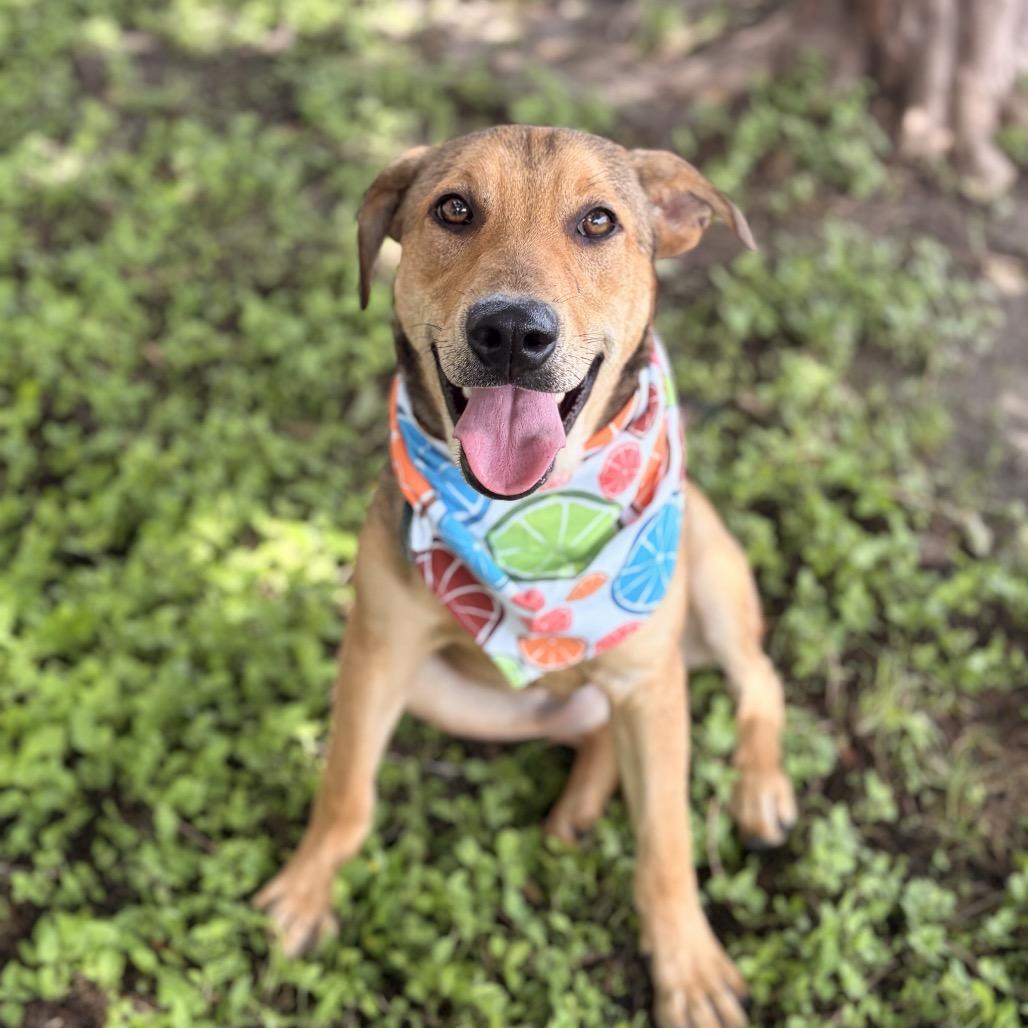 Enlarge Woody 26-05-073, a Adoptable Mixed Breed in Bastrop, TX image 4/6