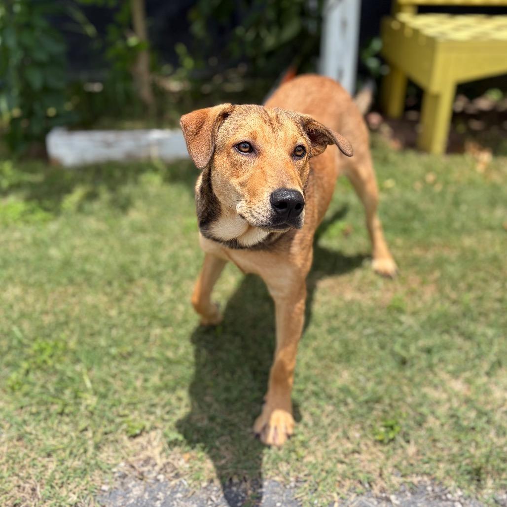 Enlarge Woody 26-05-073, a Adoptable Mixed Breed in Bastrop, TX image 5/6