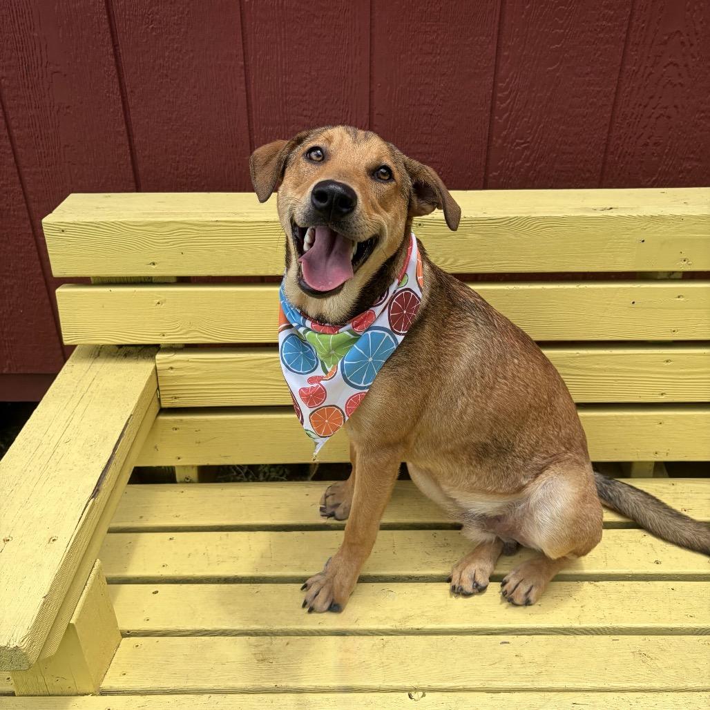 Enlarge Woody 26-05-073, a Adoptable Mixed Breed in Bastrop, TX image 6/6