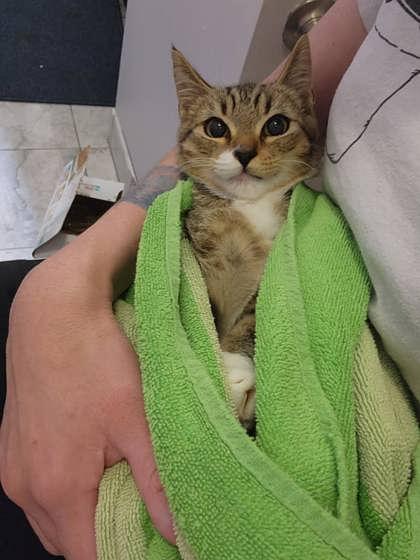 Princess Tofu (with Miso Cute)