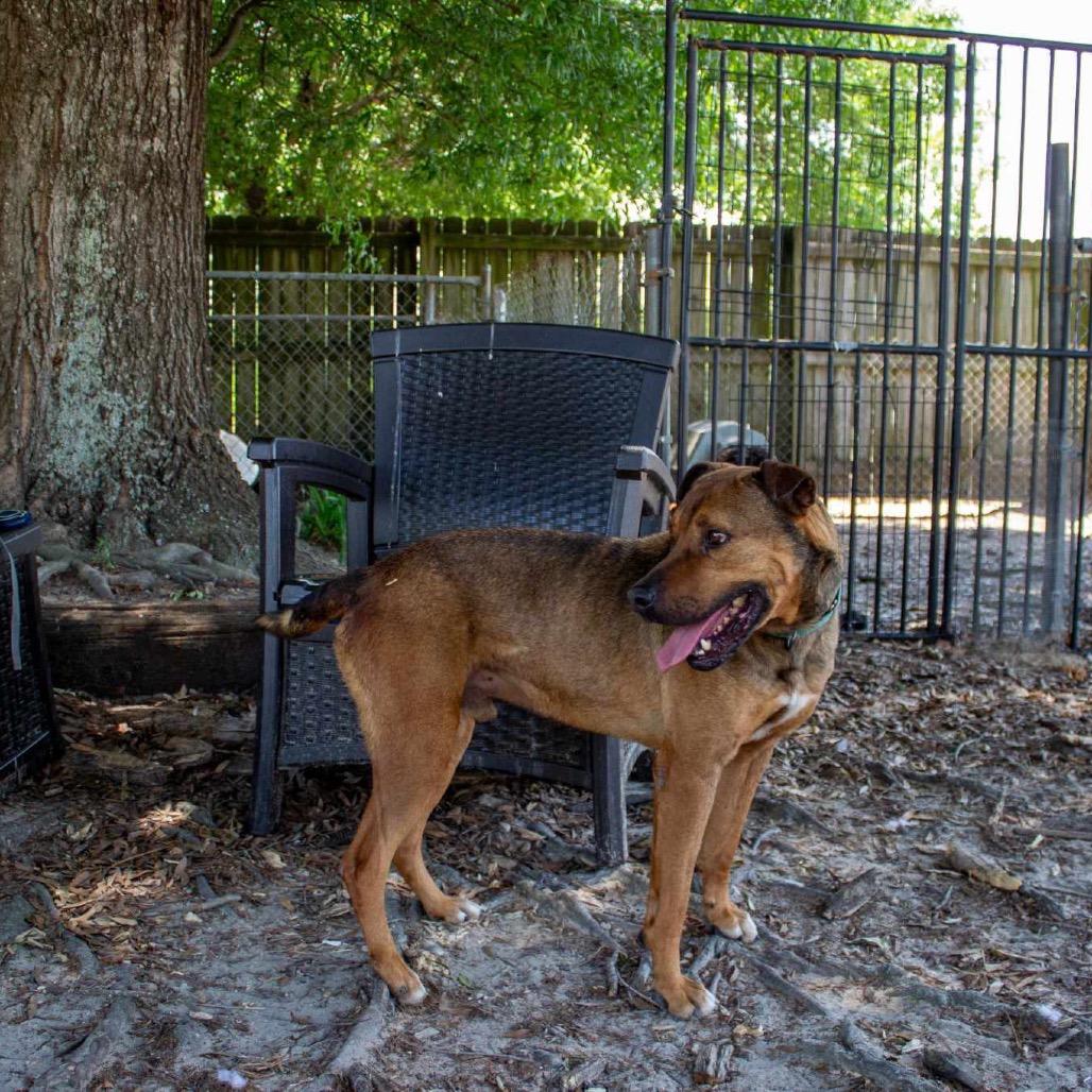 Butch, a Adoptable mixed breed in Kingman, AZ image 2/3