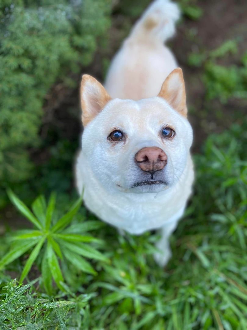 Farkle, Adopted, Senior Male Shiba Inu.
