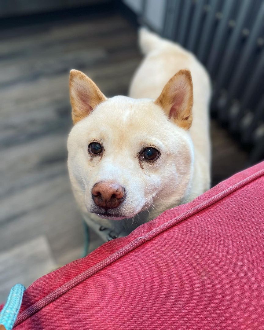 Farkle, a Adopted Shiba Inu in West Falls, NY image 2/8