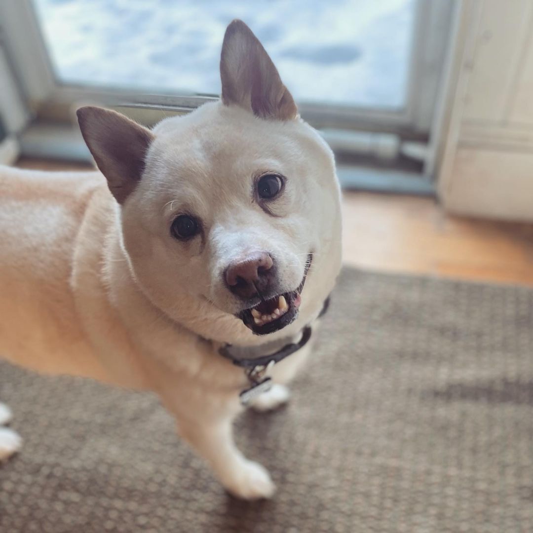 Farkle, a Adopted Shiba Inu in West Falls, NY image 3/8