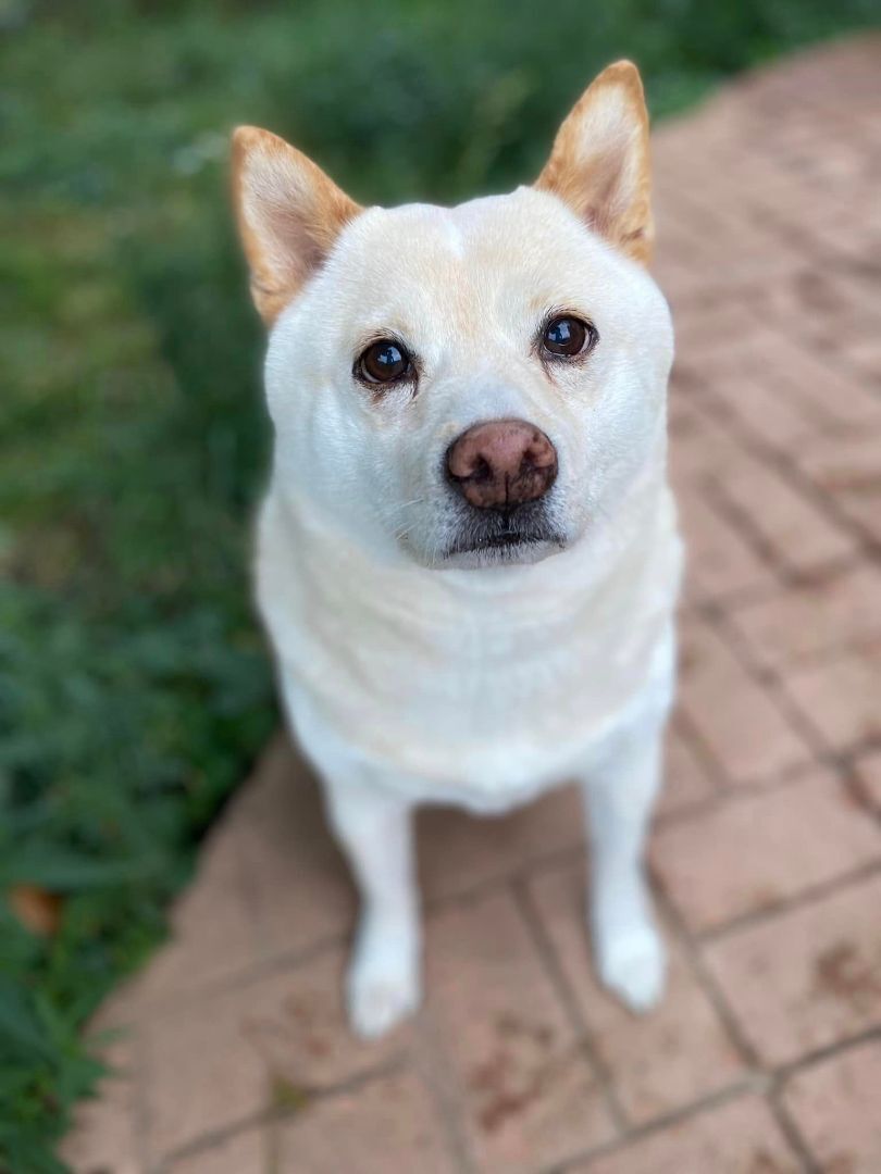 Farkle, a Adopted Shiba Inu in West Falls, NY image 4/8
