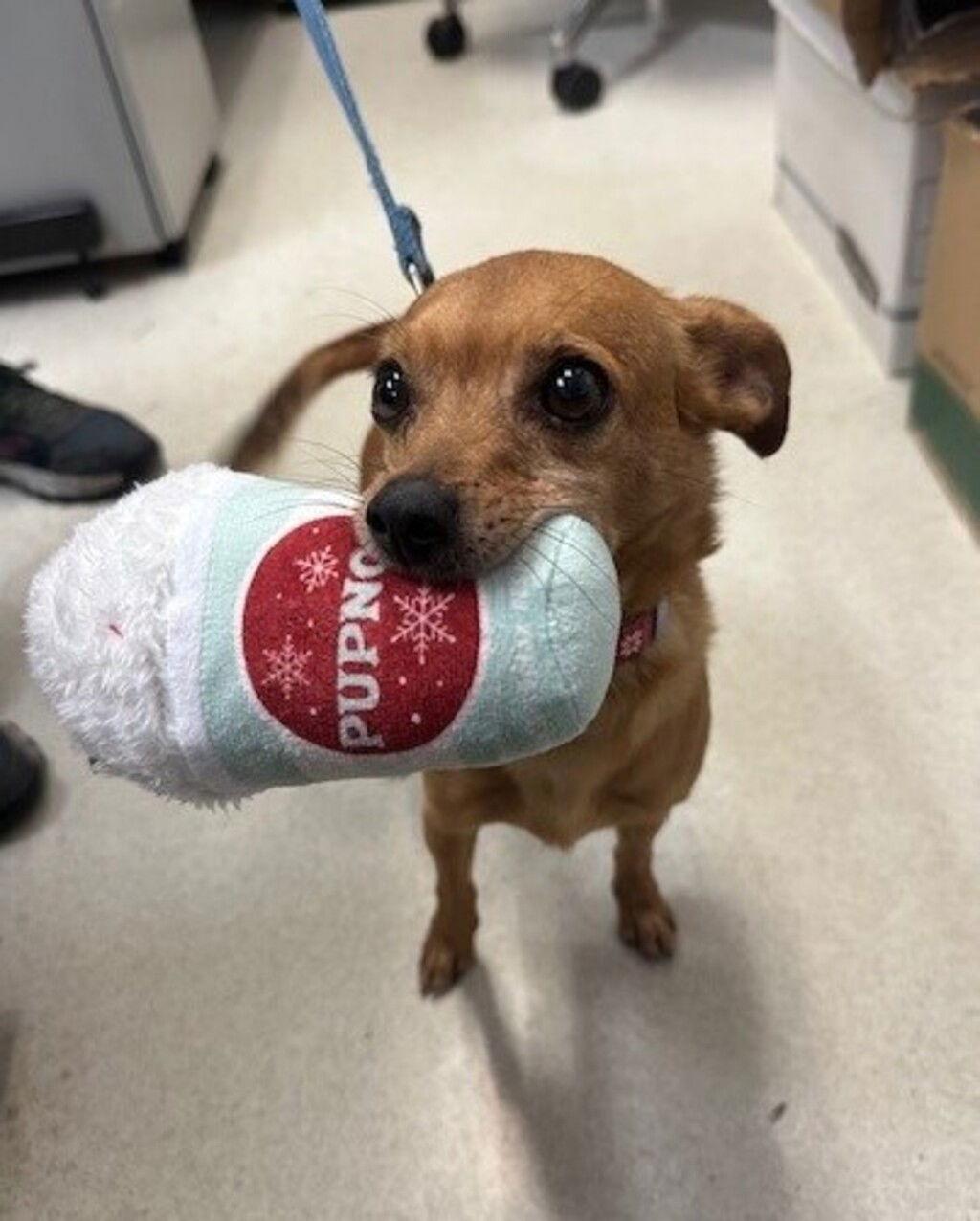 Peanut 51909, Adoptable, Senior Male Chihuahua.