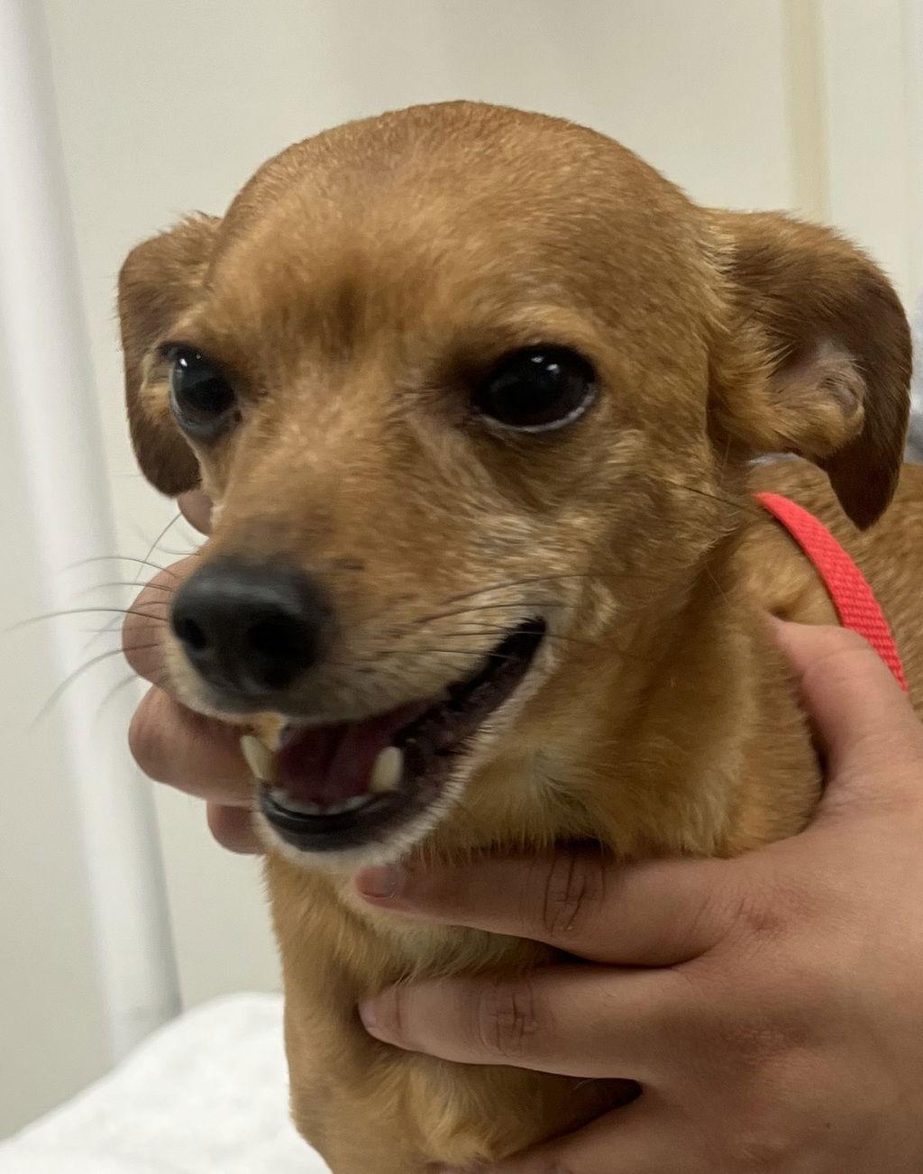 Enlarge Peanut 51909, a Adoptable Chihuahua in Petaluma, CA image 2/3