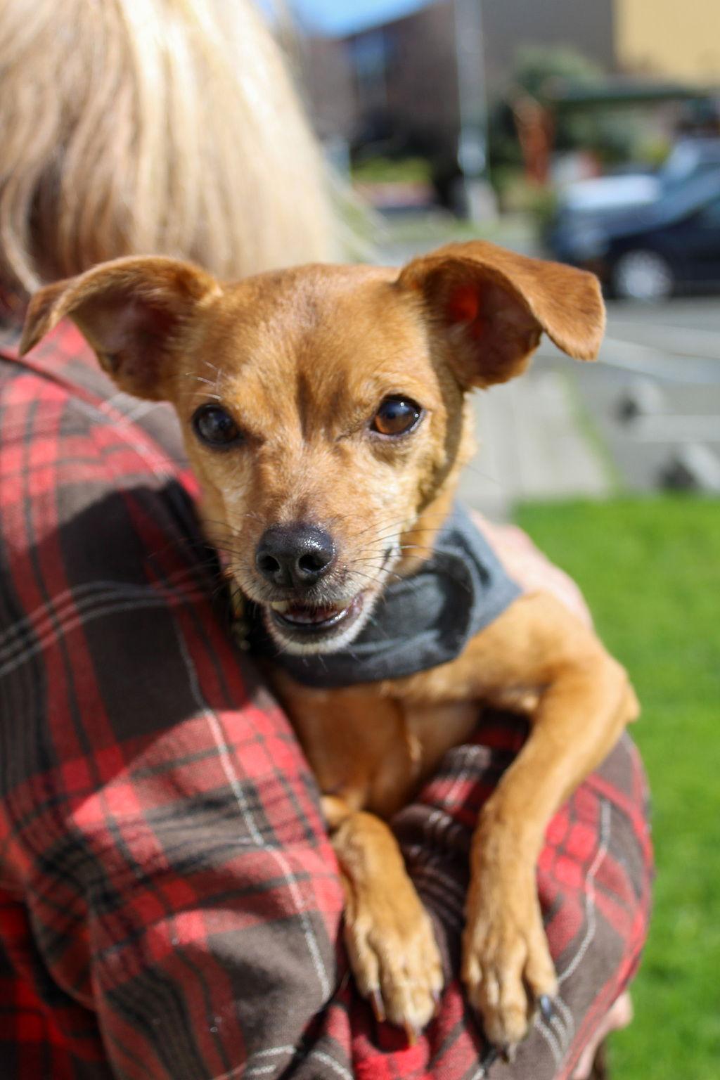 Enlarge Peanut 51909, a Adoptable Chihuahua in Petaluma, CA image 3/3