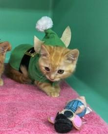 Enlarge BUTTERBALL - FFPR, an adopted Domestic Short Hair in Walnut Creek, CA image 1/3