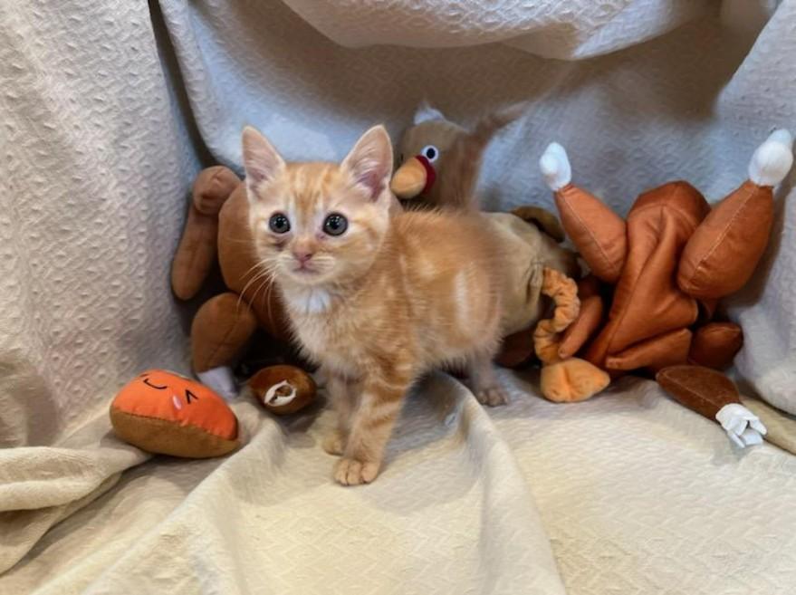 Enlarge BUTTERBALL - FFPR, an adopted Domestic Short Hair in Walnut Creek, CA image 2/3