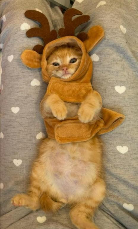 Enlarge BUTTERBALL - FFPR, an adopted Domestic Short Hair in Walnut Creek, CA image 3/3