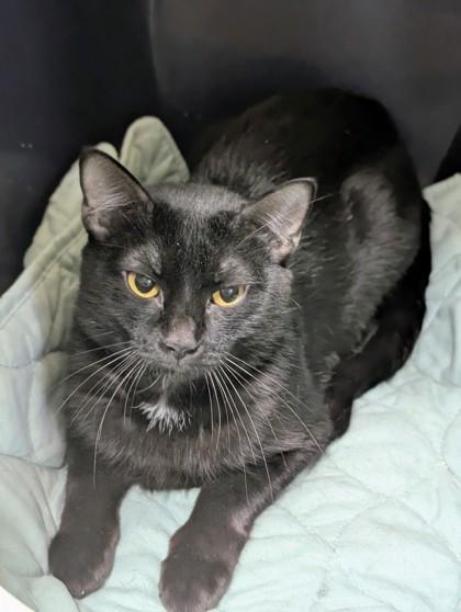 Shrimp Scampi 50510, Adoptable, Adult Female Domestic Short Hair.