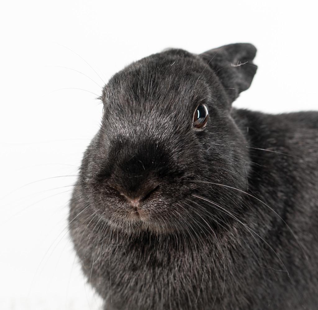 Bliss, Adoptable, Adult Male Dutch.