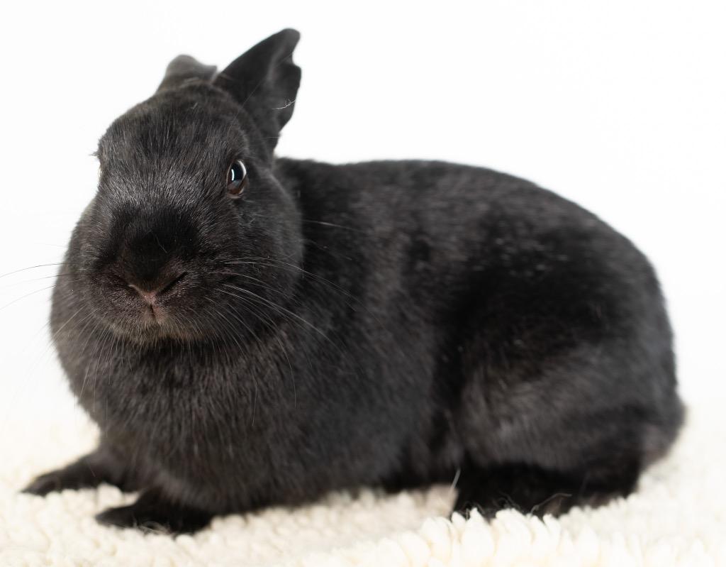 Bliss, Adoptable, Adult Male Dutch.