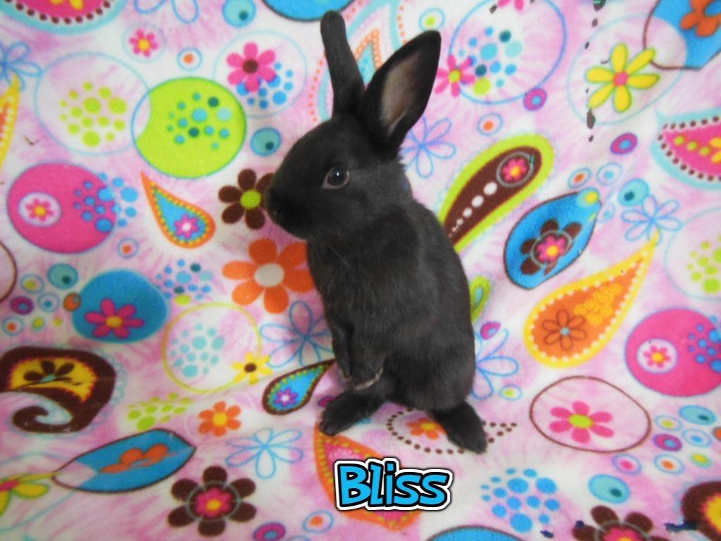 Enlarge Bliss, a Adoptable Dutch in San Francisco, CA image 1/6