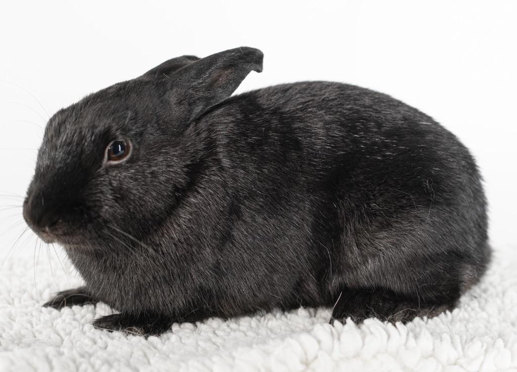 Enlarge Bliss, a Adoptable Dutch in San Francisco, CA image 4/6