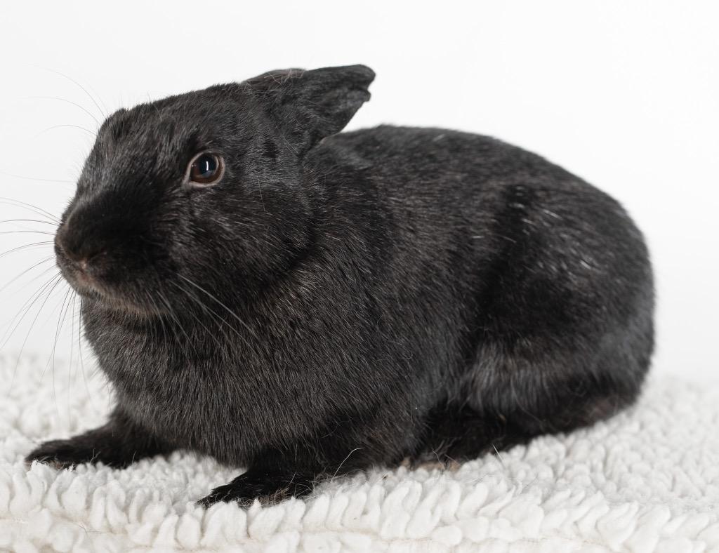 Enlarge Bliss, a Adoptable Dutch in San Francisco, CA image 5/6