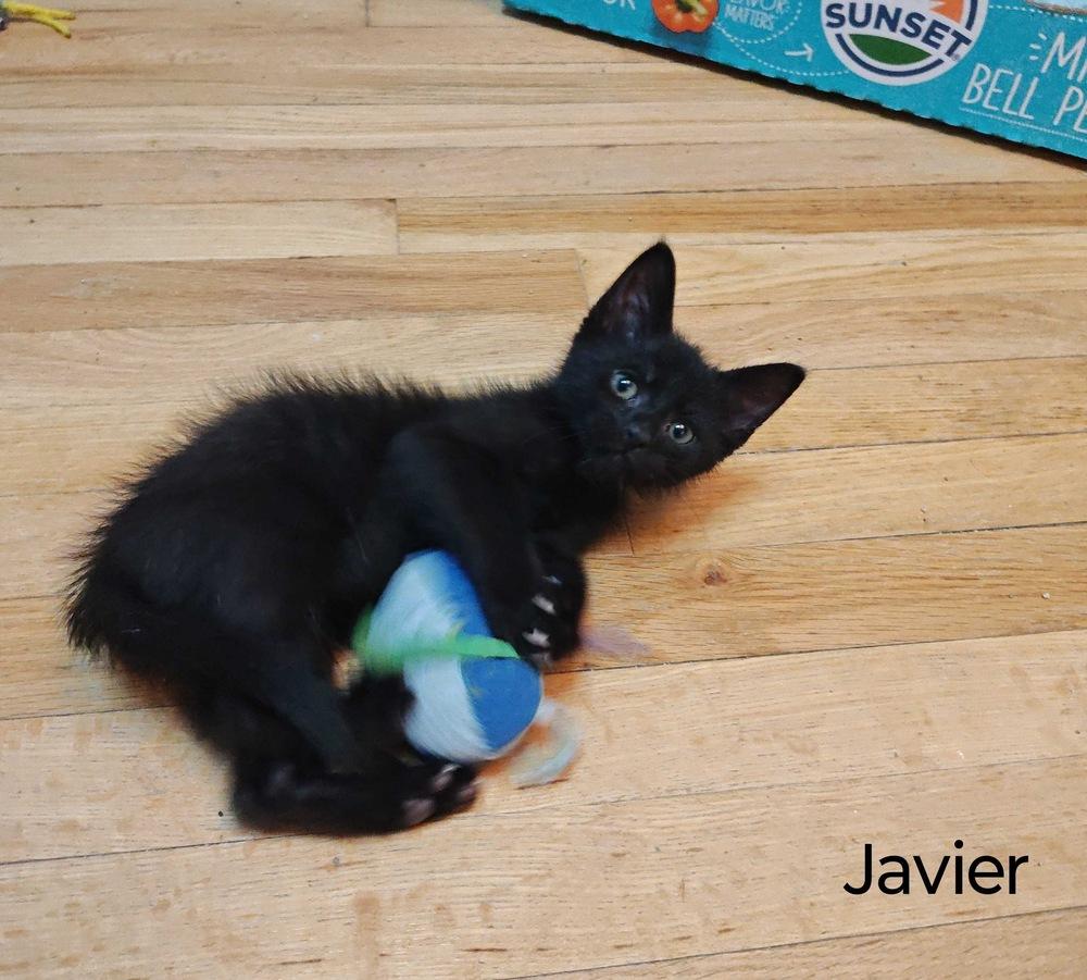 Javier, Adoptable, Kitten Male Domestic Short Hair.