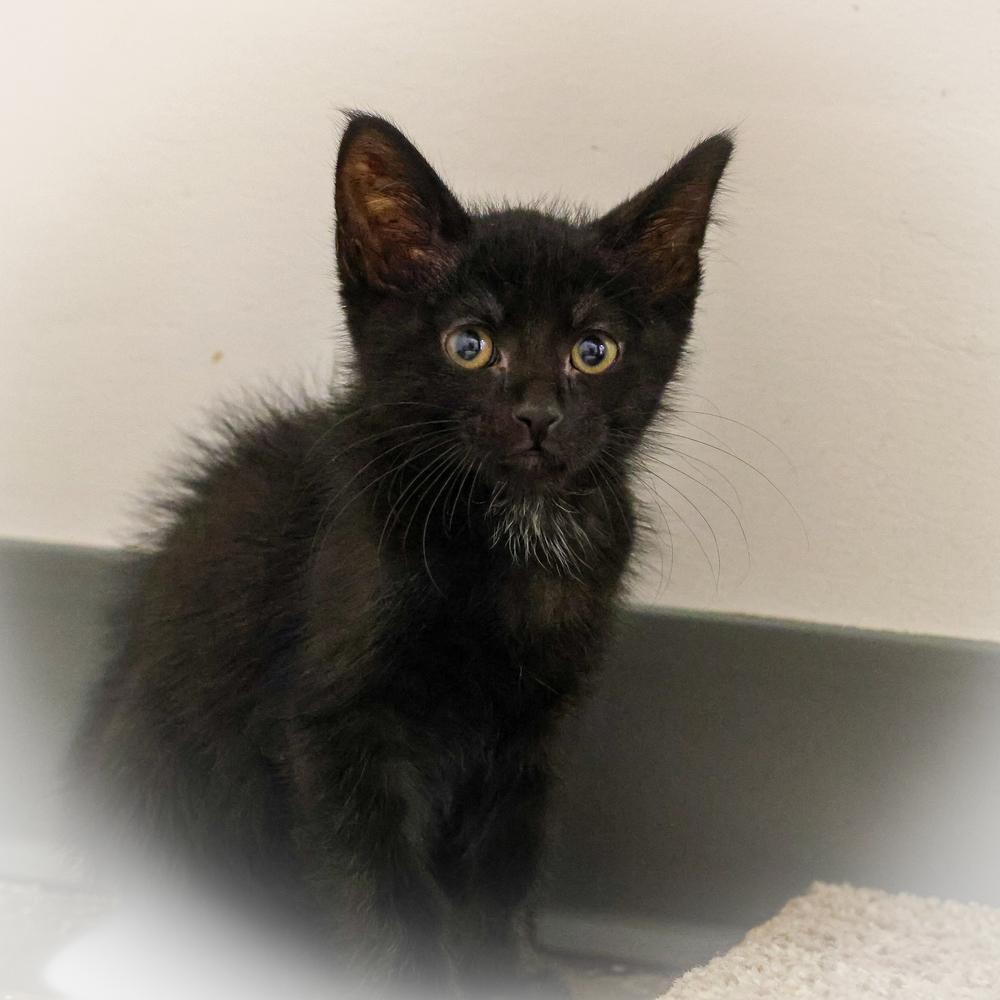 Enlarge Javier, a Adoptable Domestic Short Hair in Topeka, KS image 2/2
