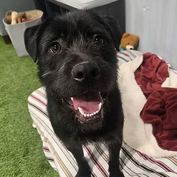 Enlarge Scruff McGuff, an adopted Mixed Breed in Racine, WI image 3/3