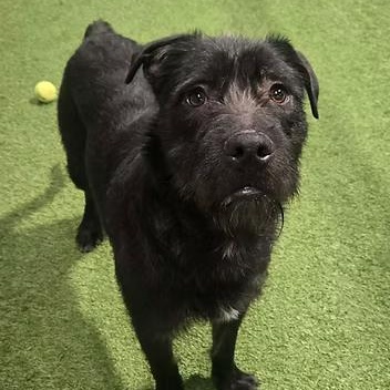 Enlarge Scruff McGuff, an adopted Mixed Breed in Racine, WI image 2/3