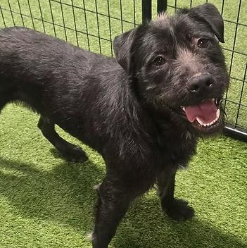 Scruff McGuff, adopted, Adult Male Mixed Breed.