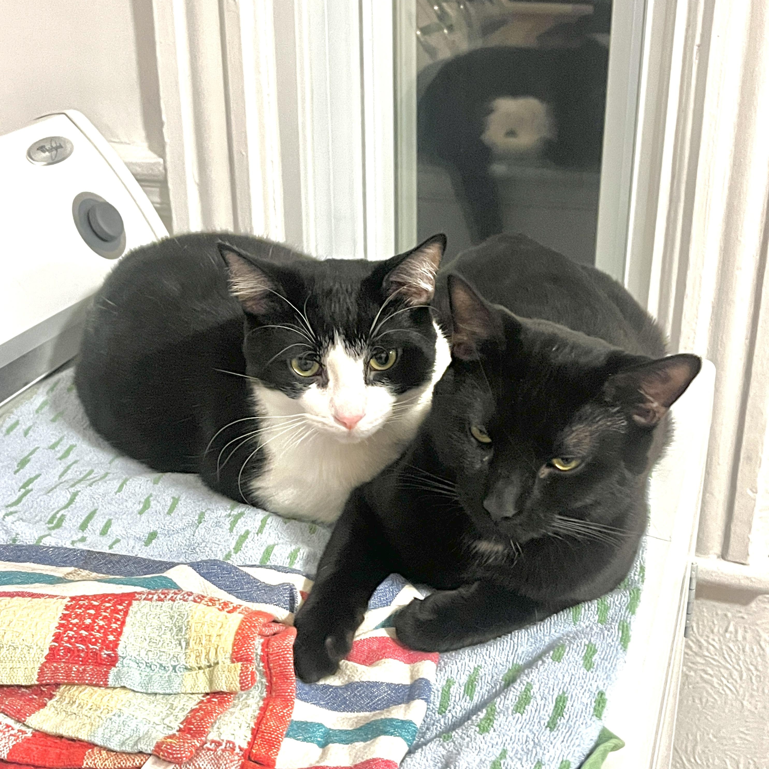 Enlarge Pallas, a ADOPTABLE mixed breed in Pierrefonds, QC image 3/4