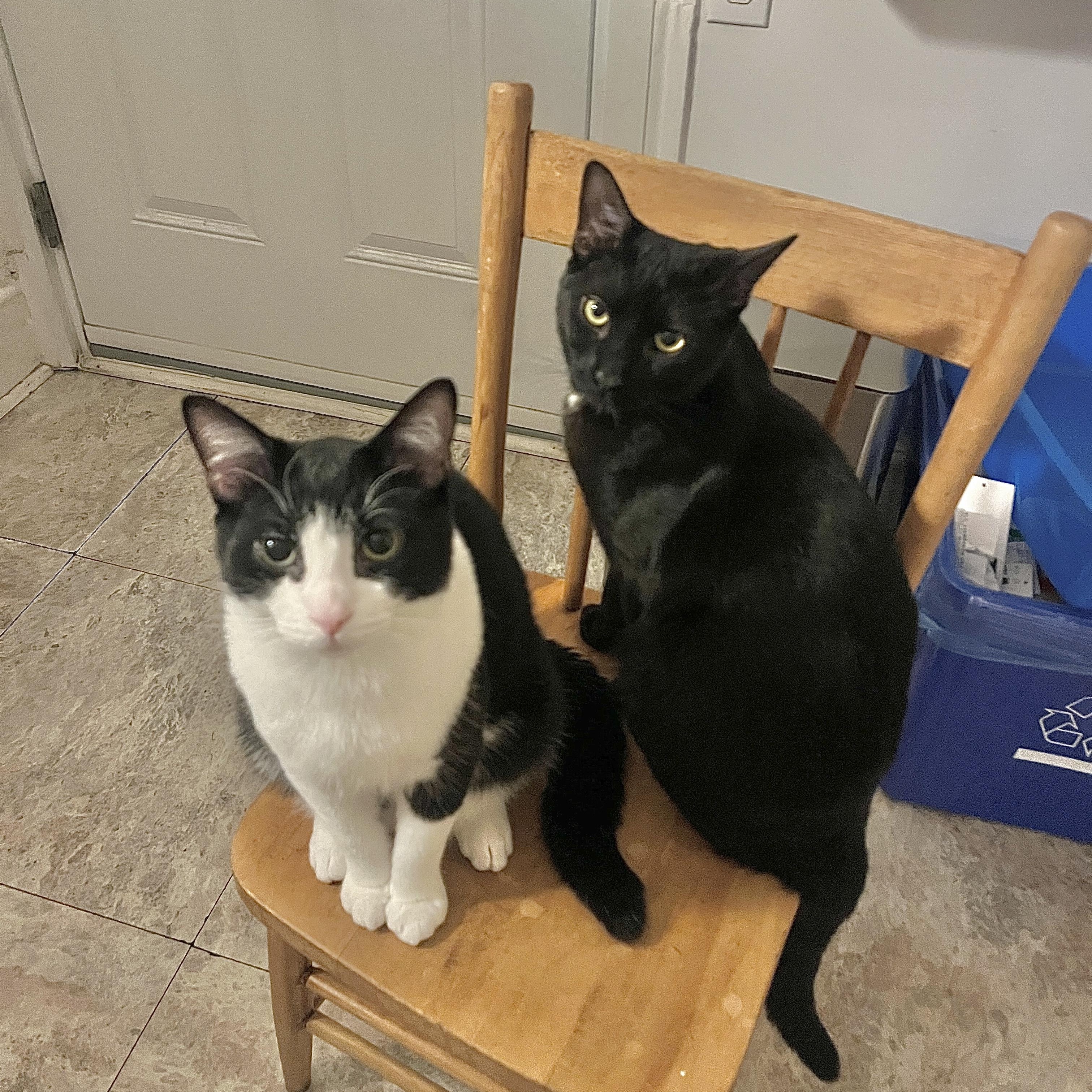 Enlarge Pallas, a ADOPTABLE mixed breed in Pierrefonds, QC image 4/4