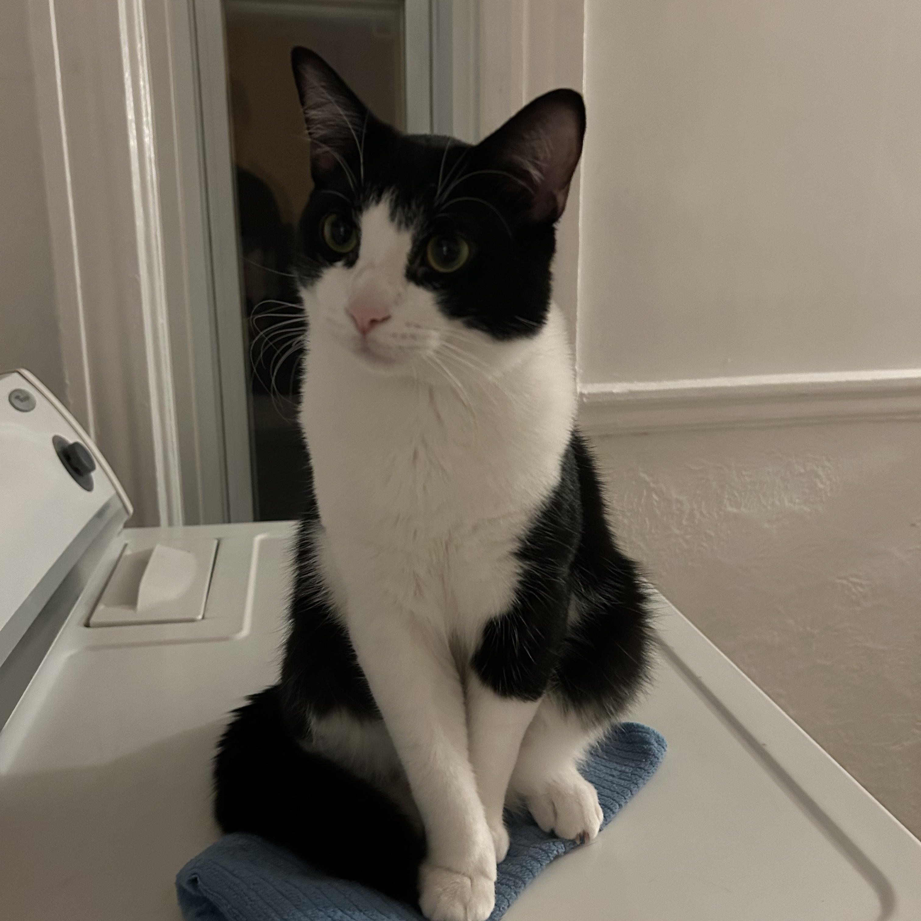 Pallas, ADOPTABLE, Young Male Domestic Short Hair.