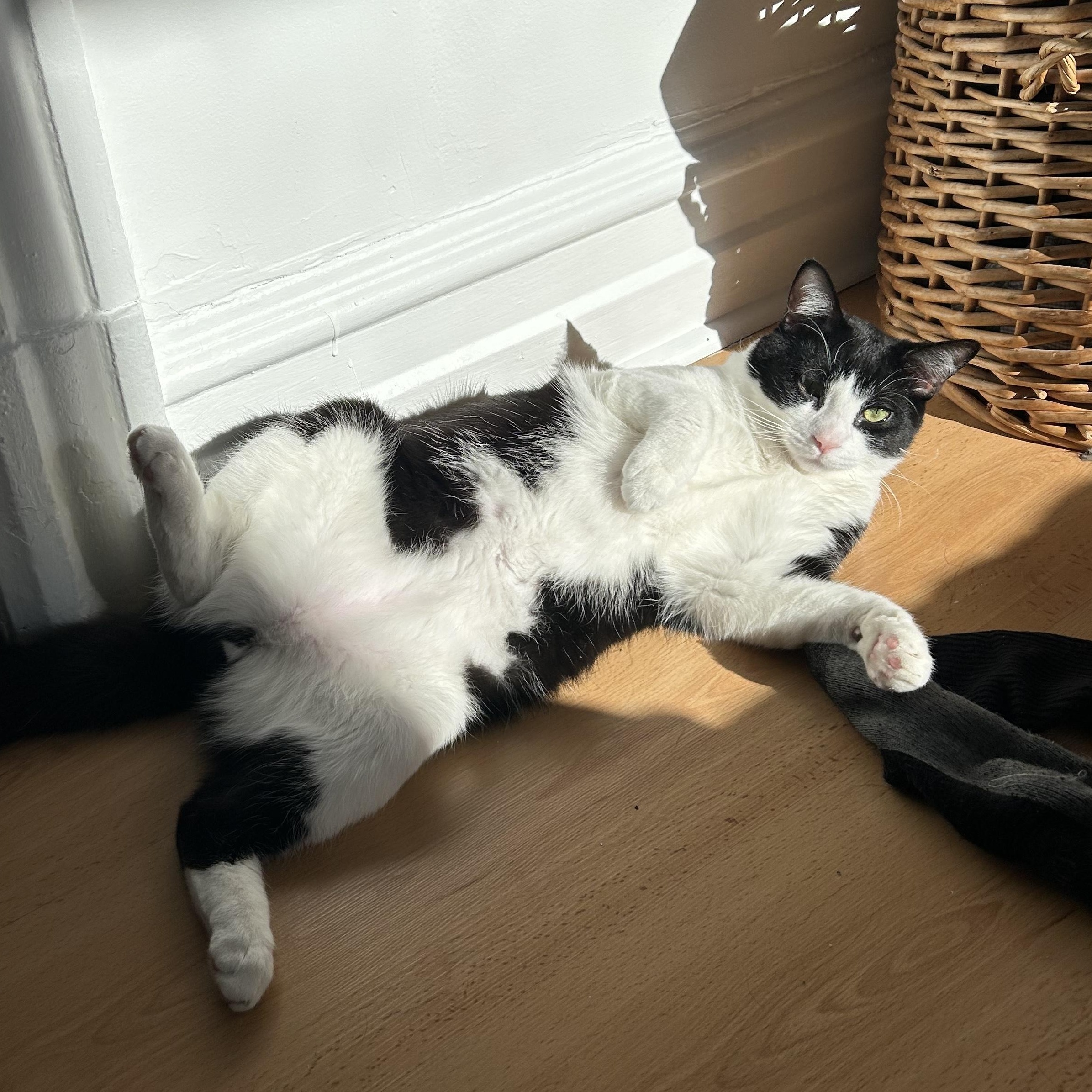 Enlarge Pallas, a ADOPTABLE mixed breed in Pierrefonds, QC image 2/4