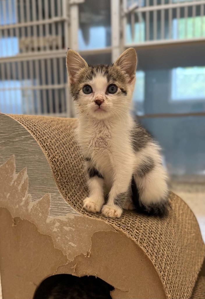 Georgia, Adoptable, Kitten Female Domestic Long Hair.